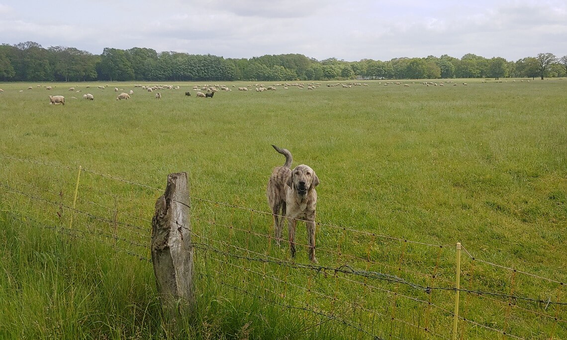 Herdenschutzhunde bewachen Schafe in Haselünne