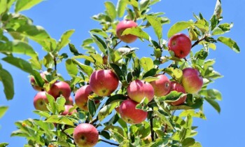 Baum geschenkt fürs Abpflastern – Stadt Nordhorn motiviert zur Teilnahme am Wettbewerb
