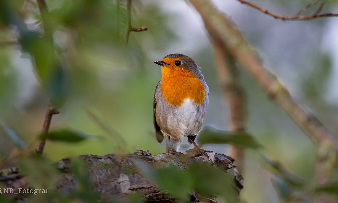 Ausstellung mit Tier- und Naturfotografie mit regionalen Motiven im Geester Rathaus