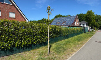 Meppen – Baum beschädigt – Polizei sucht Zeugen