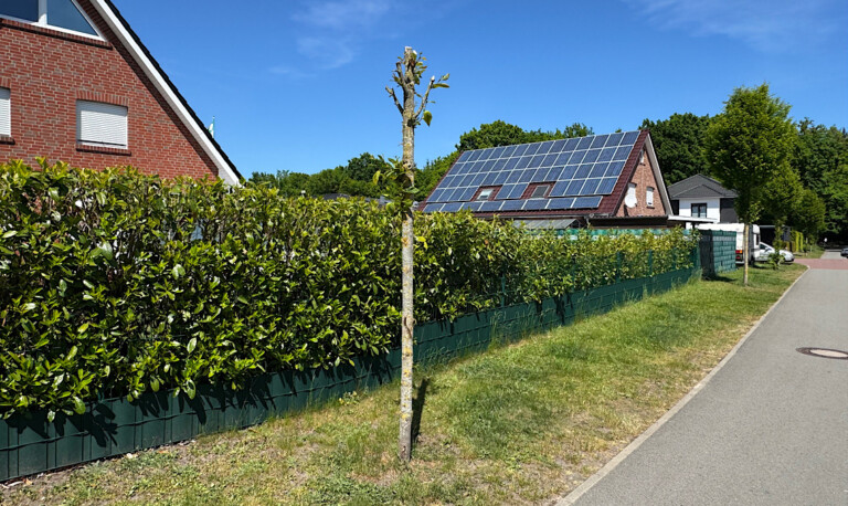 Meppen – Baum beschädigt – Polizei sucht Zeugen