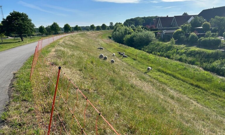 Haren – Schafe im Einsatz zur Deichpflege