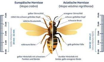 Sichtungen der Asiatischen Hornisse melden – Nachweise der invasiven Art in 2024