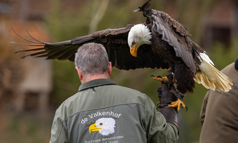 Nordhorn – Greifvogelvorführung im Blankepark