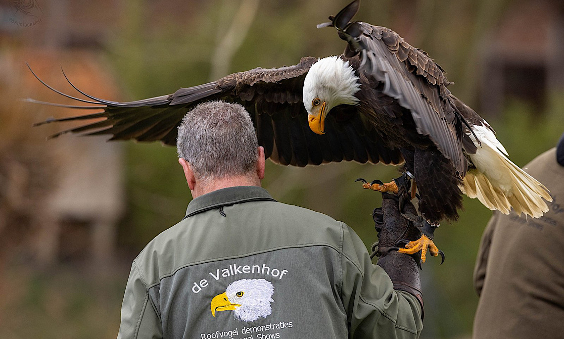 Nordhorn – Greifvogelvorführung im Blankepark