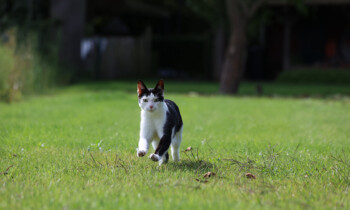 Geeste – Tierschutz stärken – Rechtliche Verpflichtungen für Katzenhalter
