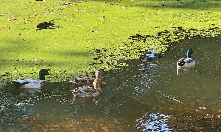 Enten bitte nicht füttern – Stadt Lingen bittet um Rücksicht auf Natur und Tiere