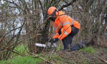 Gehölzrückschnitt in der Gemeinde Geeste