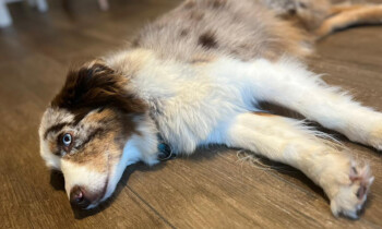 Ortsverband Bündnis 90/Die Grünen Emsland Nord appelliert zum Verzicht auf Silvesterböller