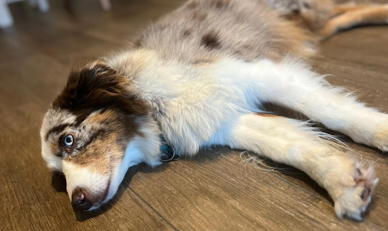 Ortsverband Bündnis 90/Die Grünen Emsland Nord appelliert zum Verzicht auf Silvesterböller