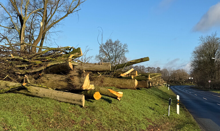 Meppen – Bäume weichen dem Hochwasserschutz