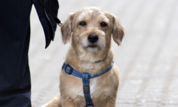 Stadt erinnert Hundehalter an ihre Pflichten – Bußgelder bei Verstößen