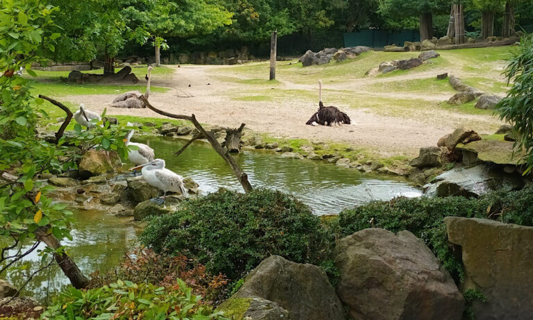 Geeste – Angebote und Betreuer für den Sommer-Ferienpass gesucht