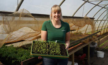 Kossehof Meppen öffnet Gewächshäuser zum Jungpflanzenmarkt mit Tauschbörse
