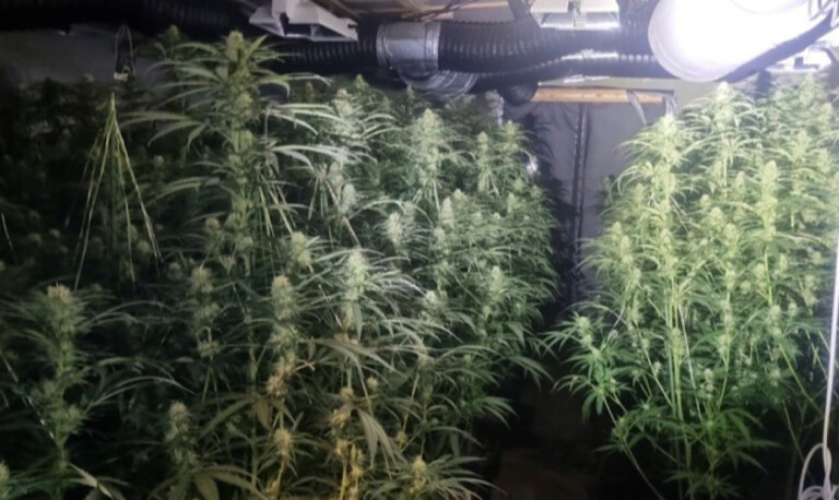 Großrazzia im Emsland – Indoor-Plantage mit mehreren hundert Cannabispflanzen entdeckt