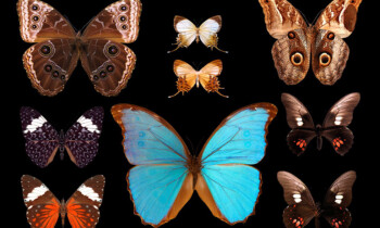 Sommerausstellung „Metamorphose: Unsere Welt der Insekten“ am Emslandmuseum Schloss Clemenswerth