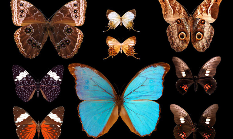 Sommerausstellung „Metamorphose: Unsere Welt der Insekten“ am Emslandmuseum Schloss Clemenswerth